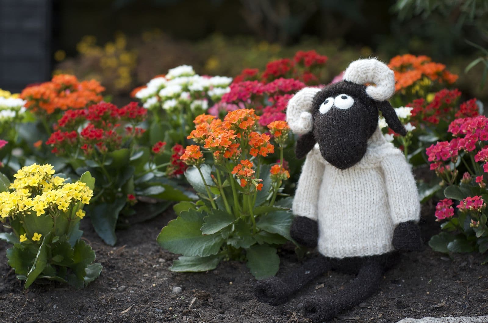 jamieson-s-janice-anderson-wee-blackface-sheep-patron-peluche image 3